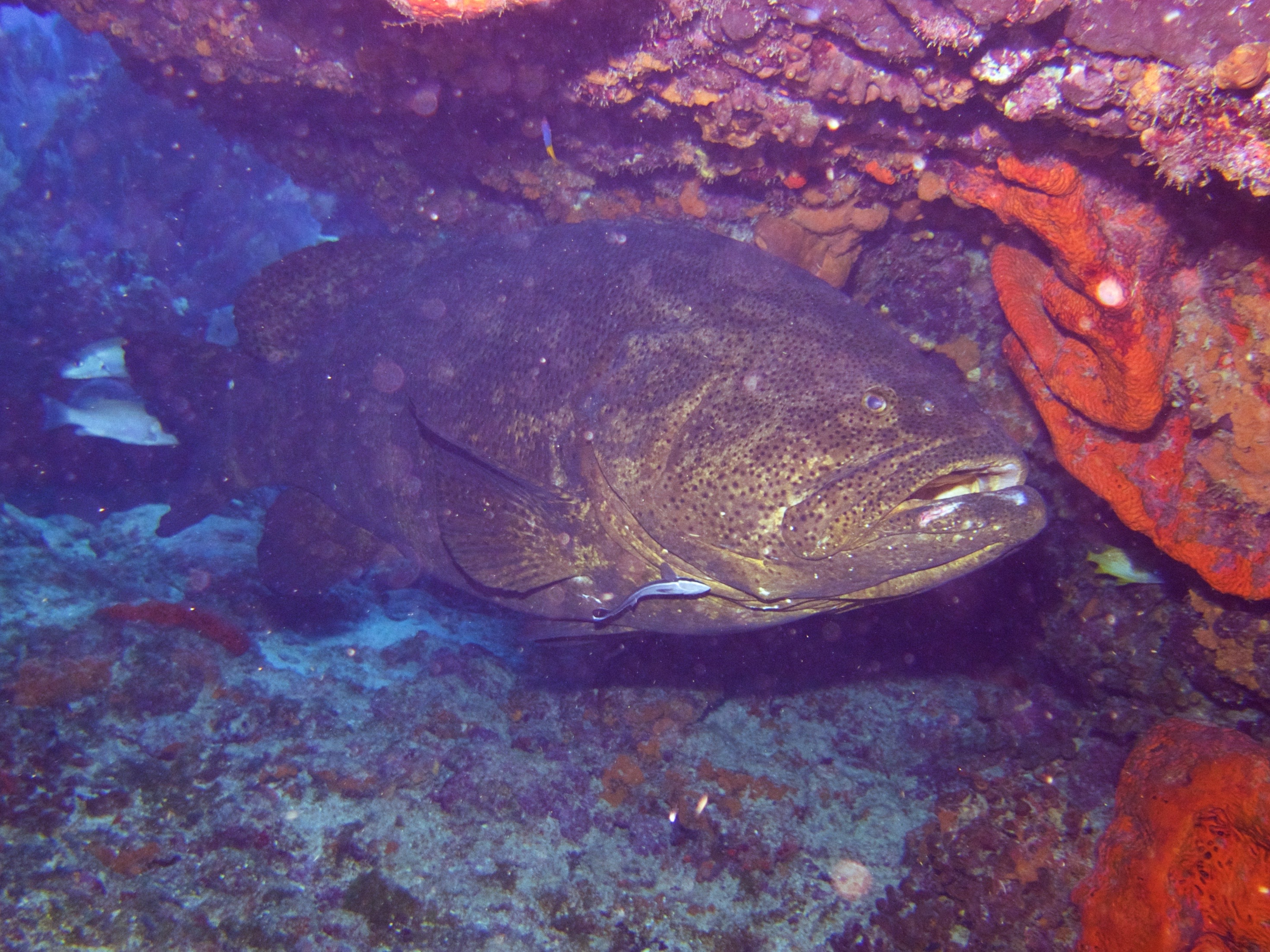 Read more about the article Molasses Reef